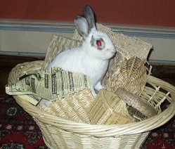 How to bunny proof your home-Long Island Rabbit Rescue Group